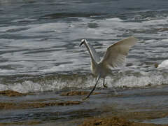 Egretta garzetta