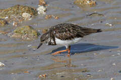 Arenaria interpres