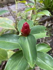 Costus woodsonii