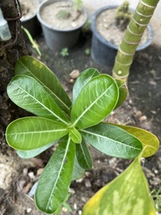 Adenium obesum