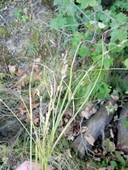 Carex remota