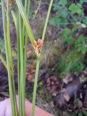 Carex remota