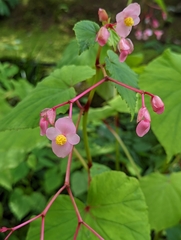 Begonia grandis