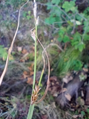 Carex remota