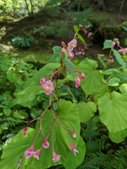 Begonia grandis