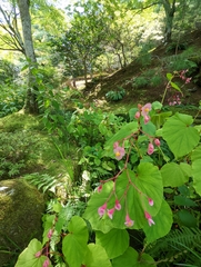 Begonia grandis