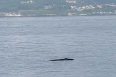 Balaenoptera borealis