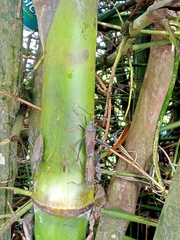 Notobitus