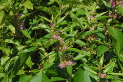 Decodon verticillatus