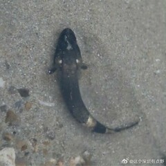 Psammogobius biocellatus