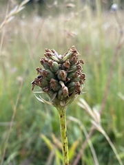 Traunsteinera globosa