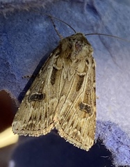 Agrotis vestigialis
