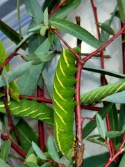 Smerinthus kindermannii