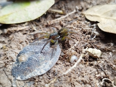 Allocosa paraguayensis