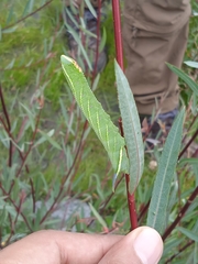 Smerinthus kindermannii