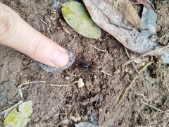 Allocosa paraguayensis