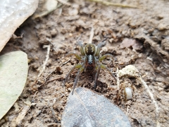 Allocosa paraguayensis