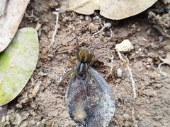 Allocosa paraguayensis