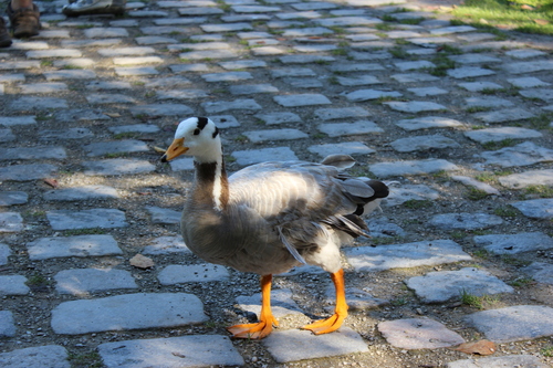 Ánsar indio (Anser indicus)