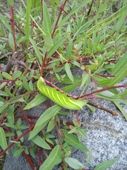 Smerinthus kindermannii