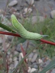 Smerinthus kindermannii