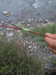 Smerinthus kindermannii