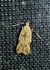 Atheropla nigricincta