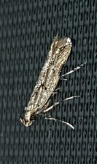 Atheropla nigricincta