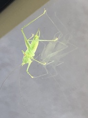 Meconema meridionale