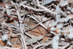 Pseudomys hermannsburgensis