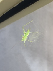 Meconema meridionale