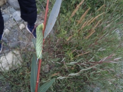 Smerinthus kindermannii