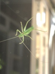 Meconema meridionale