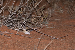 Sminthopsis crassicaudata