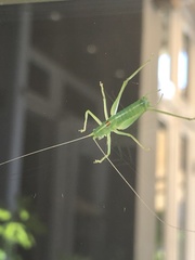 Meconema meridionale