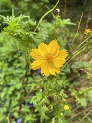Cosmos sulphureus
