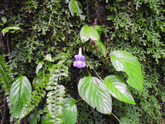 Trichosporeae