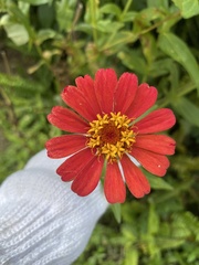 Zinnia elegans