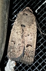 Proteuxoa hypochalchis