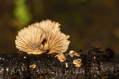 Schizophyllum umbrinum image