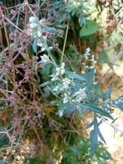 Artemisia vulgaris