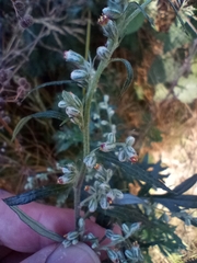 Artemisia vulgaris