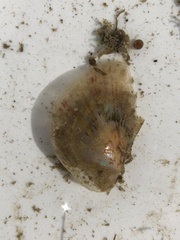 Electroma papilionacea