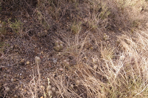 Image of Echinocereus milleri by (c) Eric Knight, some rights reserved (CC BY)