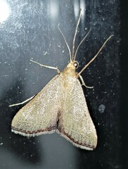 Hypsopygia albidalis