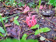Clavaria rosea