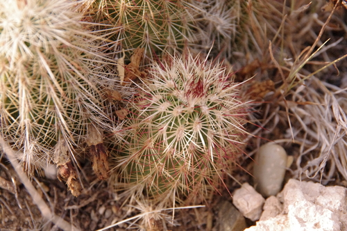 Image of Echinocereus milleri by (c) Eric Knight, some rights reserved (CC BY)