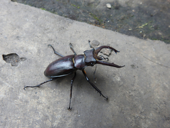 Lucanus fryi
