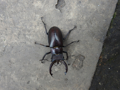 Lucanus fryi