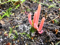 Clavaria rosea